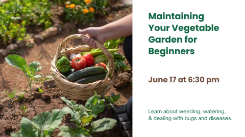 Maintaining Your Vegetable Garden for Beginners. June 17 at 6:30 PM. Learn about weeding, watering, & dealing with bugs and diseases.