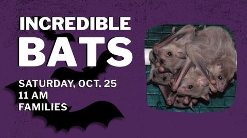 Incredible Bats